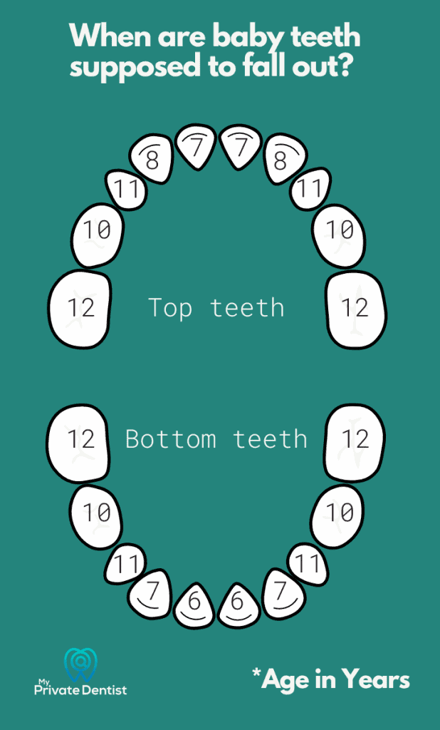 When do baby teeth fall out?